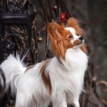 Papillon breed images