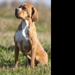 Portuguese Pointer pics