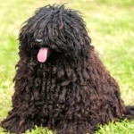 Puli breed