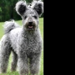 Pumi breed images