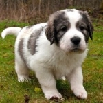 Pyrenean Mastiff images