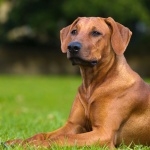 Rhodesian Ridgeback photo