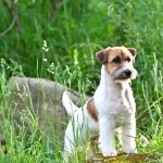 Russell Terrier new wallpapers