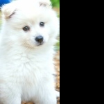 Samoyed breed hd photos