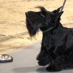 Scottish Terrier pic