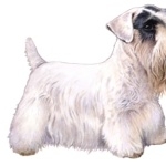 Sealyham Terrier image