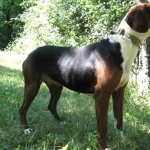 Serbian Tricolour Hound pic