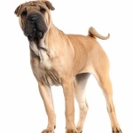 Shar Pei high quality wallpapers