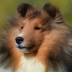 Shetland Sheepdog pic