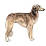 Silken Windhound desktop