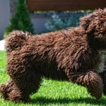 Spanish Water Dog hd pics