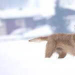 Styrian Coarse-haired Hound background