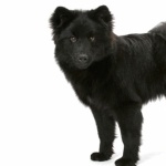 Swedish Lapphund hd desktop