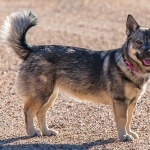 Swedish Vallhund high definition wallpapers