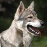 Tamaskan Dog hd pics