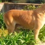 Terceira Mastiff hd photos