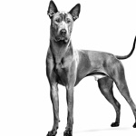 Thai Ridgeback pics