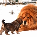 Tibetan Mastiff pic