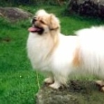 Tibetan Spaniel 2025