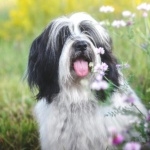 Tibetan Terrier new wallpaper