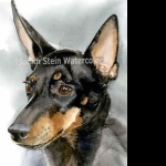 Toy Manchester Terrier widescreen