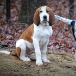 Trigg Hound breed