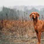 Vizsla pic