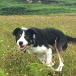 Welsh Sheepdog 1080p