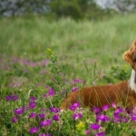 Welsh Springer Spaniel photos