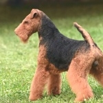 Welsh Terrier photos