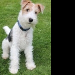 Wire Fox Terrier 2025