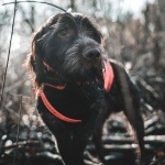 Wirehaired Pointing Griffon 1080p