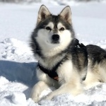 Alaskan Klee Kai hd pics