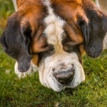 Alpine Spaniel cute