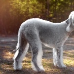 Bedlington Terrier hd photos