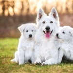 Berger Blanc Suisse cute