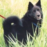 Black Norwegian Elkhound 2025