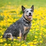 Blue Heeler hd pics