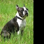 Boston Terrier hd desktop