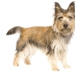 Cairn Terrier free wallpapers