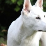 Canaan Dog 1080p