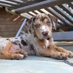 Catahoula Cur pic