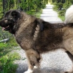 Caucasian Shepherd Dog high definition wallpapers