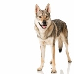 Czechoslovak Wolfdog image