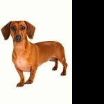 Dachshund image