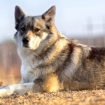 East Siberian Laika images