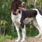 French Spaniel wallpapers