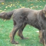 German Longhaired Pointer free