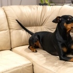 German Pinscher hd pics