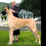 Great Dane 1080p